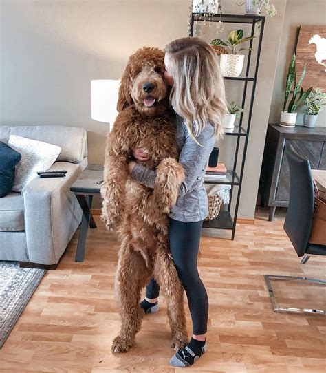 goldendoodle big size